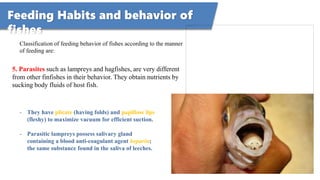 Feeding Habits and behavior of
fishes
Classification of feeding behavior of fishes according to the manner
of feeding are:
5. Parasites such as lampreys and hagfishes, are very different
from other finfishes in their behavior. They obtain nutrients by
sucking body fluids of host fish.
- They have plicate (having folds) and papillose lips
(fleshy) to maximize vacuum for efficient suction.
- Parasitic lampreys possess salivary gland
containing a blood anti-coagulant agent heparin;
the same substance found in the saliva of leeches.
 