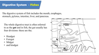 Digestive System - Fishes
The digestive system of fish includes the mouth, esophagus,
stomach, pylorus, intestine, liver, ...