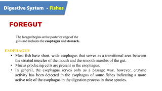Digestive System - Fishes
FOREGUT
The foregut begins at the posterior edge of the
gills and includes the esophagus and sto...