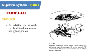 Digestive System - Fishes
FOREGUT
STOMACH
• In milkfish, the stomach
can be divided into cardiac
and pyloric portion.
 