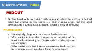 Digestive System - Fishes
MIDGUT
• Gut length is directly more related to the amount of indigestible material in the food
...