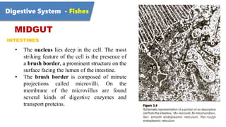 Digestive System - Fishes
MIDGUT
INTESTINES
• The nucleus lies deep in the cell. The most
striking feature of the cell is ...