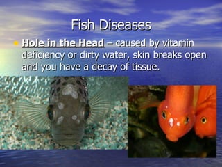 Fish Diseases
• Hole in the Head – caused by vitamin
 deficiency or dirty water, skin breaks open
 and you have a decay of tissue.
 