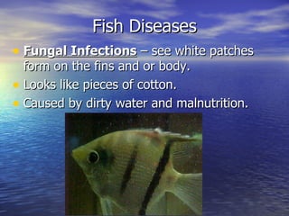 Fish Diseases
• Fungal Infections – see white patches
  form on the fins and or body.
• Looks like pieces of cotton.
• Caused by dirty water and malnutrition.
 