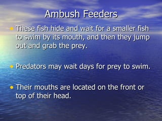 Ambush Feeders
• These fish hide and wait for a smaller fish
 to swim by its mouth, and then they jump
 out and grab the prey.

• Predators may wait days for prey to swim.

• Their mouths are located on the front or
 top of their head.
 