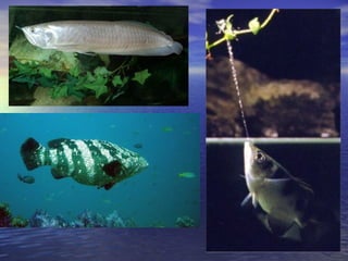 Fish Feeding Technique Notes | PPT