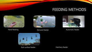 FEEDING METHODS
Hand feeding Demand feeder Automatic feeder
Sub-surface feeder Hatchery feeder
 