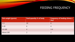 FEEDING FREQUENCY
Fish weight (grams) Feed quantity % of body Frequency of feeding (times a
day)
1-5 10 6
5-20 6 4
20-100 4 3-4
Above 100 2 2
 