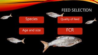 FEED SELECTION
Species Quality of feed
Age and size FCR
 