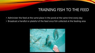 TRAINING FISH TO THE FEED
• Administer the feed at the same place in the pond at the same time every day
• Broadcast a handful or plateful of the feed once fish collected at the feeding area
 