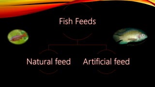 Fish feeding and feeding types