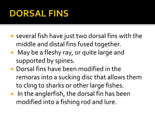  several fish have just two dorsal fins with the
middle and distal fins fused together.
 May be a fleshy ray, or quite large and
supported by spines.
 Dorsal fins have been modified in the
remoras into a sucking disc that allows them
to cling to sharks or other large fishes.
 In the anglerfish, the dorsal fin has been
modified into a fishing rod and lure.
 