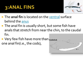  The anal fin is located on the ventral surface
behind the anus
 The anal fin is usually short, but some fish have
anals that stretch from near the chin, to the caudal
fin.
 Very few fish have more than
one anal fin(i.e., the cods),
 