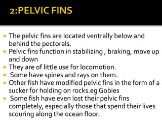 he pelvic fins are generally smaller than the
 The pelvic fins are located ventrally below and
behind the pectorals.
 Pelvic fins function in stabilizing , braking, move up
and down
 They are of little use for locomotion.
 Some have spines and rays on them.
 Other fish have modified pelvic fins in the form of a
sucker for holding on rocks.eg Gobies
 Some fish have even lost their pelvic fins
completely, especially those that spend their lives
scouring along the ocean floor.
 