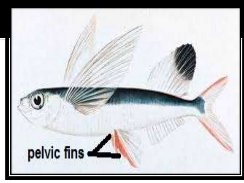 Fish fins