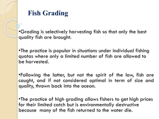 Fish Grading
•Grading is selectively harvesting fish so that only the best
quality fish are brought.
•The practice is popular in situations under individual fishing
quotas where only a limited number of fish are allowed to
be harvested.
•Following the latter, but not the spirit of the law, fish are
caught, and if not considered optimal in term of size and
quality, thrown back into the ocean.
•The practice of high grading allows fishers to get high prices
for their limited catch but is environmentally destructive
because many of the fish returned to the water die.
 