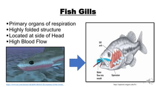 Fish Gills
Primary organs of respiration
Highly folded structure
Located at side of Head
High Blood Flow
https://www.tes.com/lessons/zKJjkBvGKEGCfQ/creatures-of-the-world http://reptools.rutgers.edu/Fu
1
 