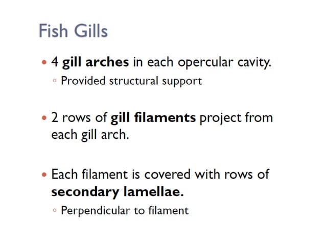 Fish_Gill.pptx | Fish and Aquariums | Pets
