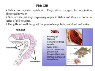  Fishes are aquatic vertebrate. They utilize oxygen for respiration
dissolved in water.
 Gills are the primary respiratory organ in fishes and they are borne in
series of gill pouches.
 The gills are well designed for gas exchange between blood and water.
Fish Gill
 
