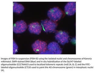 Comprehensive Overview of Fluorescence In-Situ Hybridization (FISH ...