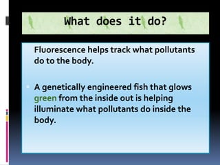 What does it do?

 Fluorescence helps track what pollutants
  do to the body.

 A genetically engineered fish that glows
  green from the inside out is helping
  illuminate what pollutants do inside the
  body.
 