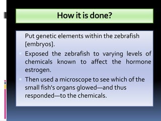 How it is done?

 Put genetic elements within the zebrafish
  [embryos].
 Exposed the zebrafish to varying levels of
  chemicals known to affect the hormone
  estrogen.
 Then used a microscope to see which of the
  small fish's organs glowed—and thus
  responded—to the chemicals.
 