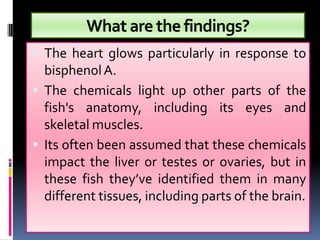 What are the findings?
 The heart glows particularly in response to
  bisphenol A.
 The chemicals light up other parts of the
  fish's anatomy, including its eyes and
  skeletal muscles.
 Its often been assumed that these chemicals
  impact the liver or testes or ovaries, but in
  these fish they’ve identified them in many
  different tissues, including parts of the brain.
 