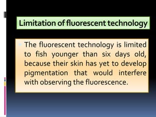 Limitation of fluorescent technology

 The fluorescent technology is limited
 to fish younger than six days old,
 because their skin has yet to develop
 pigmentation that would interfere
 with observing the fluorescence.
 