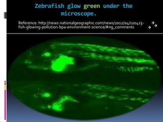 Zebrafish glow green under the
                microscope.
Reference: http://news.nationalgeographic.com/news/2012/04/120423-
fish-glowing-pollution-bpa-environment-science/#ng_comments
 