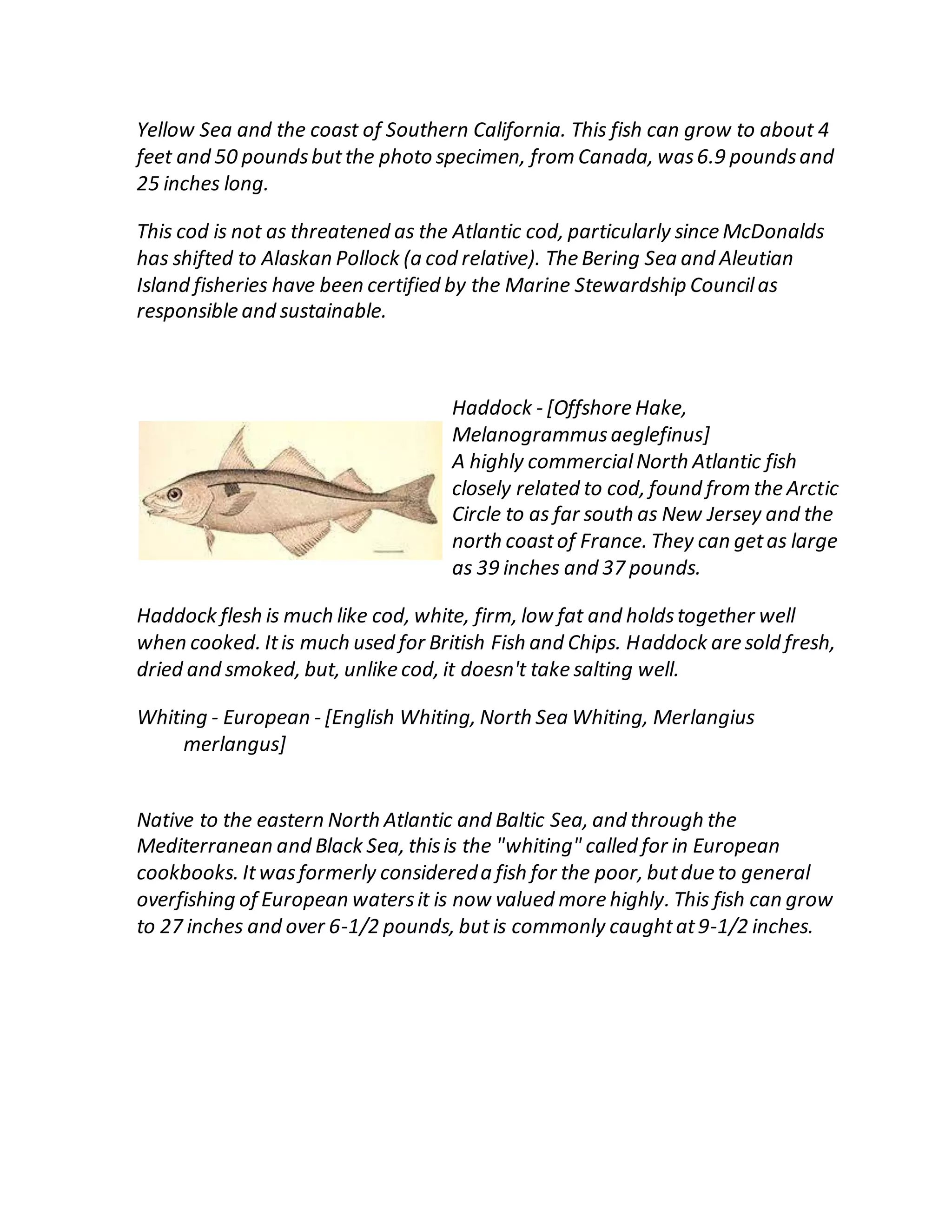Yellow Sea and the coast of Southern California. This fish can grow to about 4
feet and 50 poundsbutthe photo specimen, from Canada, was6.9 poundsand
25 inches long.
This cod is not as threatened as the Atlantic cod, particularly since McDonalds
has shifted to Alaskan Pollock (a cod relative). The Bering Sea and Aleutian
Island fisheries have been certified by the Marine Stewardship Councilas
responsible and sustainable.
Haddock - [Offshore Hake,
Melanogrammusaeglefinus]
A highly commercialNorth Atlantic fish
closely related to cod, found from the Arctic
Circle to as far south as New Jersey and the
north coastof France. They can getas large
as 39 inches and 37 pounds.
Haddock flesh is much like cod, white, firm, low fat and holdstogether well
when cooked. Itis much used for British Fish and Chips. Haddock are sold fresh,
dried and smoked, but, unlike cod, it doesn't take salting well.
Whiting - European - [English Whiting, North Sea Whiting, Merlangius
merlangus]
Native to the eastern North Atlantic and Baltic Sea, and through the
Mediterranean and Black Sea, thisis the "whiting" called for in European
cookbooks. Itwasformerly considereda fish for the poor, butdue to general
overfishing of European watersit is now valued more highly. This fish can grow
to 27 inches and over 6-1/2 pounds, but is commonly caughtat9-1/2 inches.
 