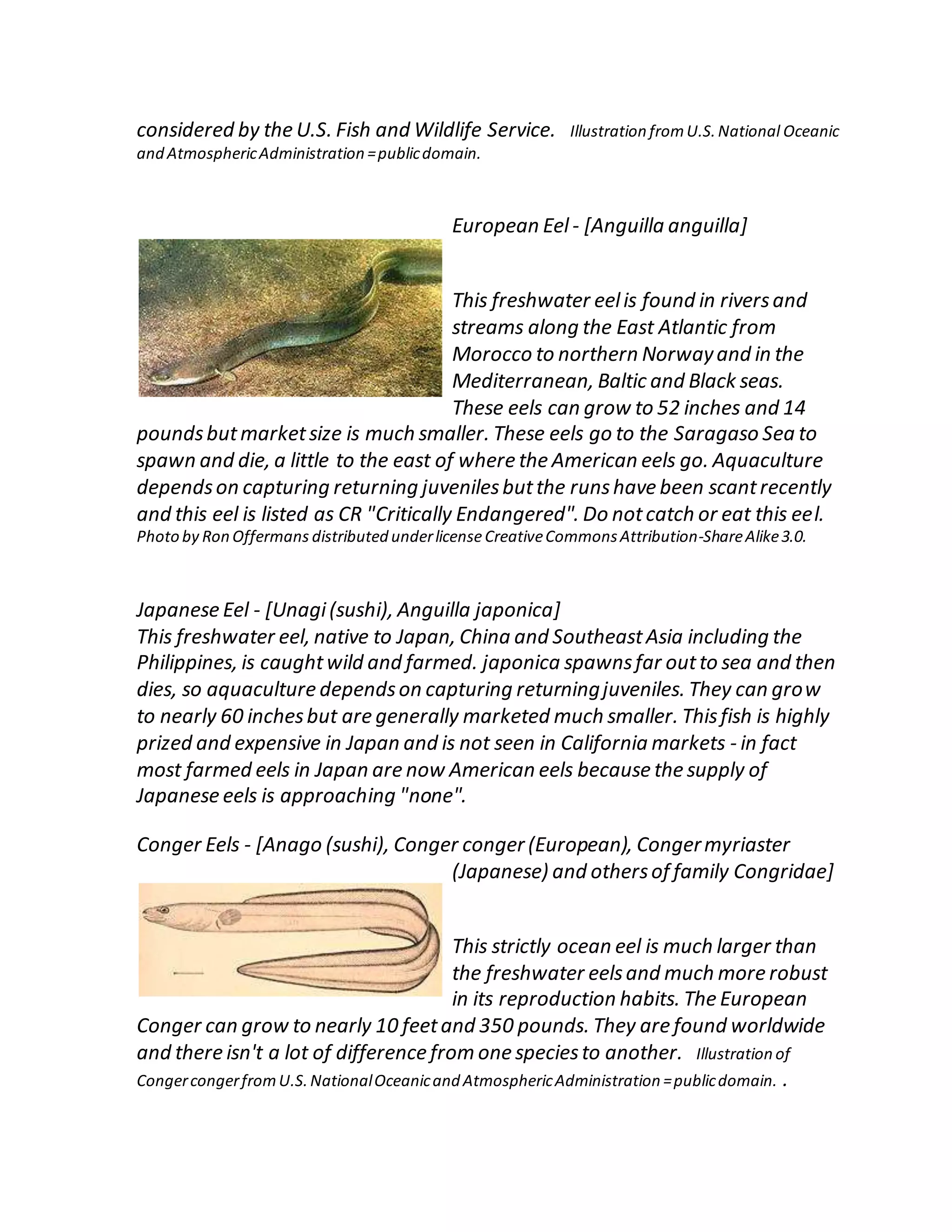 considered by the U.S. Fish and Wildlife Service. Illustration fromU.S.National Oceanic
and AtmosphericAdministration =publicdomain.
European Eel - [Anguilla anguilla]
This freshwater eelis found in riversand
streams along the East Atlantic from
Morocco to northern Norwayand in the
Mediterranean, Baltic and Black seas.
These eels can grow to 52 inches and 14
poundsbutmarketsize is much smaller. These eels go to the Saragaso Sea to
spawn and die, a little to the east of where the American eels go. Aquaculture
dependson capturing returning juvenilesbutthe runshave been scantrecently
and this eel is listed as CR "Critically Endangered". Do notcatch or eat this eel.
Photo by Ron Offermans distributed underlicenseCreativeCommonsAttribution-ShareAlike3.0.
Japanese Eel - [Unagi(sushi), Anguilla japonica]
This freshwater eel, native to Japan, China and SoutheastAsia including the
Philippines, is caughtwild and farmed. japonica spawnsfar outto sea and then
dies, so aquaculture dependson capturing returningjuveniles. They can grow
to nearly 60 inchesbut are generally marketed much smaller. Thisfish is highly
prized and expensive in Japan and is not seen in California markets - in fact
most farmed eels in Japan are now American eels because the supply of
Japanese eels is approaching "none".
Conger Eels - [Anago (sushi), Conger conger (European), Congermyriaster
(Japanese) and othersof family Congridae]
This strictly ocean eel is much larger than
the freshwater eelsand much more robust
in its reproduction habits. The European
Conger can grow to nearly 10 feetand 350 pounds. They are found worldwide
and there isn't a lot of difference from one speciesto another. Illustration of
CongercongerfromU.S.NationalOceanicand AtmosphericAdministration =publicdomain. .
 