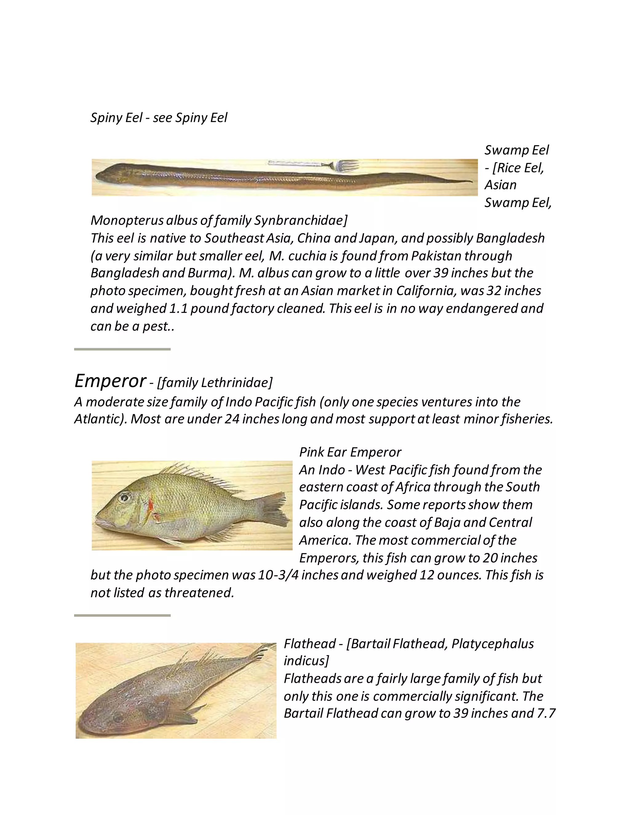 Spiny Eel - see Spiny Eel
Swamp Eel
- [Rice Eel,
Asian
Swamp Eel,
Monopterusalbus of family Synbranchidae]
This eel is native to SoutheastAsia, China and Japan, and possibly Bangladesh
(a very similar but smaller eel, M. cuchia is found from Pakistan through
Bangladesh and Burma). M. albuscan grow to a little over 39 inches but the
photo specimen, boughtfresh at an Asian marketin California, was32 inches
and weighed 1.1 pound factory cleaned. Thiseel is in no way endangered and
can be a pest..
Emperor- [family Lethrinidae]
A moderate size family of Indo Pacific fish (only one species ventures into the
Atlantic). Most are under 24 incheslong and most supportatleast minor fisheries.
Pink Ear Emperor
An Indo - West Pacific fish found from the
eastern coast of Africa through the South
Pacific islands. Some reportsshow them
also along the coast of Baja and Central
America. The most commercialof the
Emperors, this fish can grow to 20 inches
but the photo specimen was10-3/4 inchesand weighed 12 ounces. This fish is
not listed as threatened.
Flathead - [BartailFlathead, Platycephalus
indicus]
Flatheadsare a fairly large family of fish but
only this one is commercially significant. The
Bartail Flathead can grow to 39 inches and 7.7
 