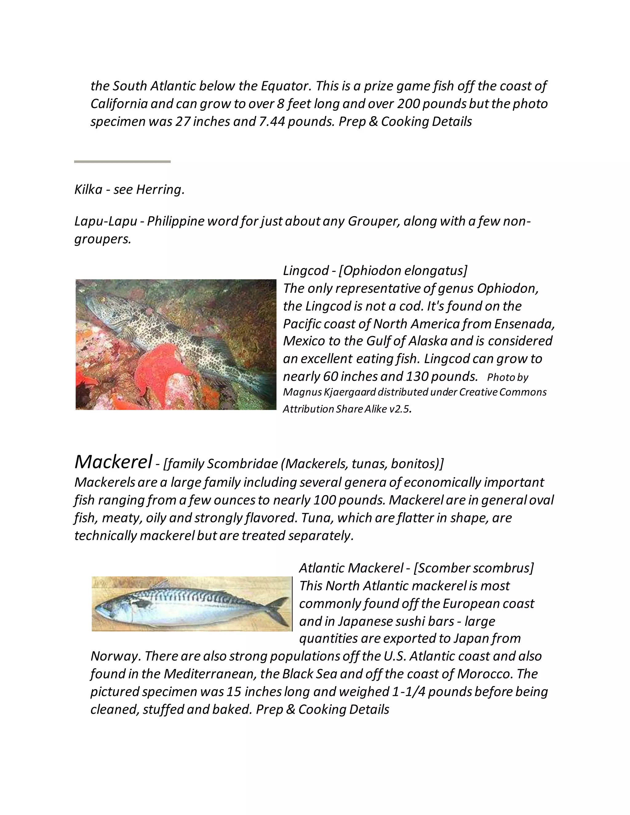 the South Atlantic below the Equator. This is a prize game fish off the coast of
California and can grow to over 8 feet long and over 200 poundsbutthe photo
specimen was 27 inches and 7.44 pounds. Prep & Cooking Details
Kilka - see Herring.
Lapu-Lapu - Philippine word for justaboutany Grouper, along with a few non-
groupers.
Lingcod - [Ophiodon elongatus]
The only representative of genus Ophiodon,
the Lingcod is not a cod. It's found on the
Pacific coast of North America from Ensenada,
Mexico to the Gulf of Alaska and is considered
an excellent eating fish. Lingcod can grow to
nearly 60 inches and 130 pounds. Photo by
MagnusKjaergaard distributed under CreativeCommons
Attribution ShareAlike v2.5.
Mackerel- [family Scombridae (Mackerels, tunas, bonitos)]
Mackerelsare a large family including several genera of economically important
fish ranging from a few ouncesto nearly 100 pounds. Mackerelare in generaloval
fish, meaty, oily and strongly flavored. Tuna, which are flatter in shape, are
technically mackerelbutare treated separately.
Atlantic Mackerel - [Scomber scombrus]
This North Atlantic mackerelis most
commonly found off the European coast
and in Japanese sushi bars - large
quantities are exported to Japan from
Norway. There are also strong populationsoff the U.S. Atlantic coast and also
found in the Mediterranean, the Black Sea and off the coast of Morocco. The
pictured specimen was15 incheslong and weighed 1-1/4 poundsbefore being
cleaned, stuffed and baked. Prep & Cooking Details
 