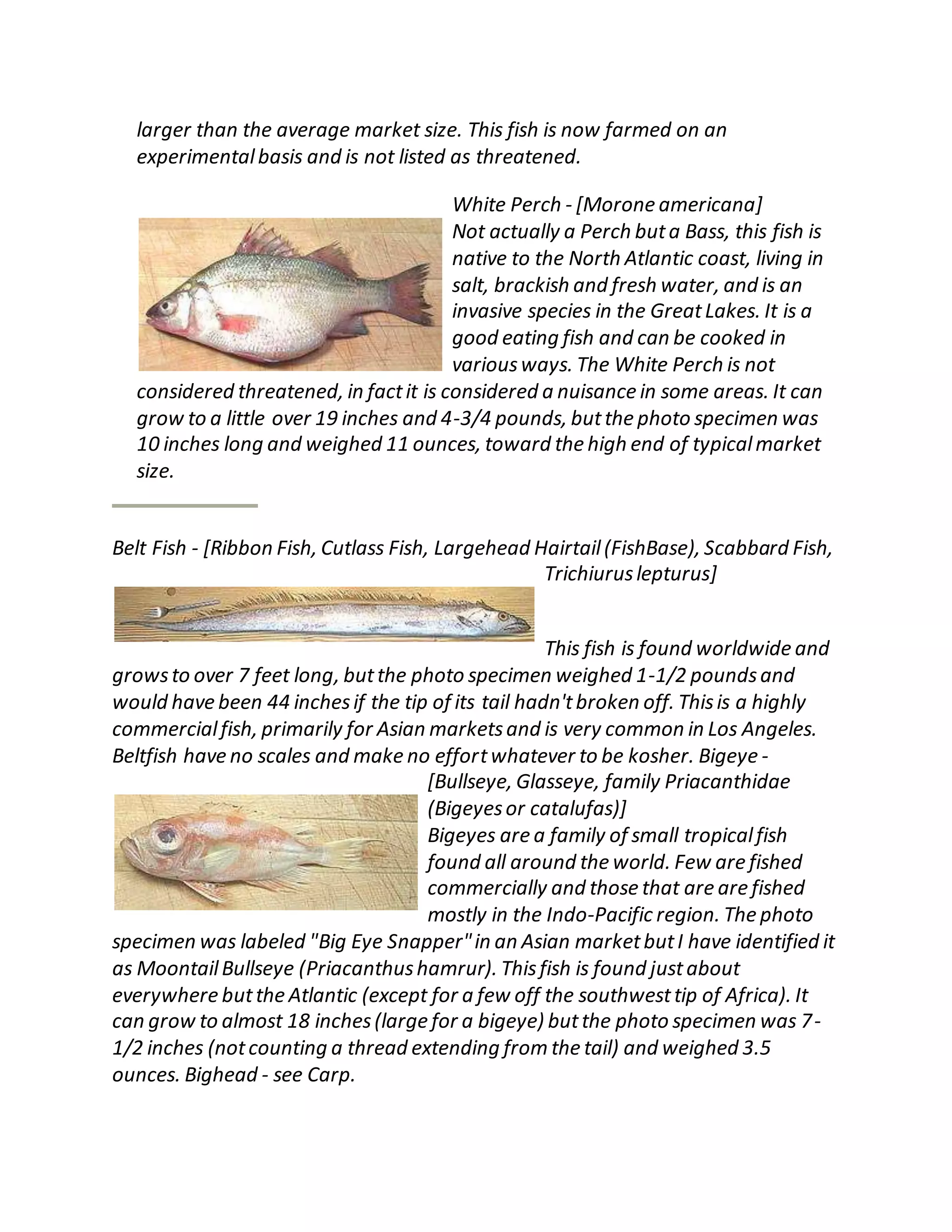 larger than the average market size. This fish is now farmed on an
experimentalbasis and is not listed as threatened.
White Perch - [Morone americana]
Not actually a Perch buta Bass, this fish is
native to the North Atlantic coast, living in
salt, brackish and fresh water, and is an
invasive species in the GreatLakes. It is a
good eating fish and can be cooked in
variousways. The White Perch is not
considered threatened, in factit is considered a nuisance in some areas. It can
grow to a little over 19 inches and 4-3/4 pounds, butthe photo specimen was
10 inches long and weighed 11 ounces, toward the high end of typicalmarket
size.
Belt Fish - [Ribbon Fish, Cutlass Fish, Largehead Hairtail(FishBase), Scabbard Fish,
Trichiuruslepturus]
This fish is found worldwide and
growsto over 7 feet long, butthe photo specimen weighed 1-1/2 poundsand
would have been 44 inchesif the tip of its tail hadn'tbroken off. Thisis a highly
commercialfish, primarily for Asian marketsand is very common in Los Angeles.
Beltfish have no scales and make no effortwhatever to be kosher. Bigeye -
[Bullseye, Glasseye, family Priacanthidae
(Bigeyesor catalufas)]
Bigeyes are a family of small tropicalfish
found all around the world. Few are fished
commercially and those that are are fished
mostly in the Indo-Pacific region. The photo
specimen was labeled "Big Eye Snapper"in an Asian marketbutI have identified it
as MoontailBullseye (Priacanthushamrur). Thisfish is found justabout
everywhere butthe Atlantic (except for a few off the southwesttip of Africa). It
can grow to almost 18 inches(large for a bigeye) butthe photo specimen was 7-
1/2 inches (notcounting a thread extending from the tail) and weighed 3.5
ounces. Bighead - see Carp.
 