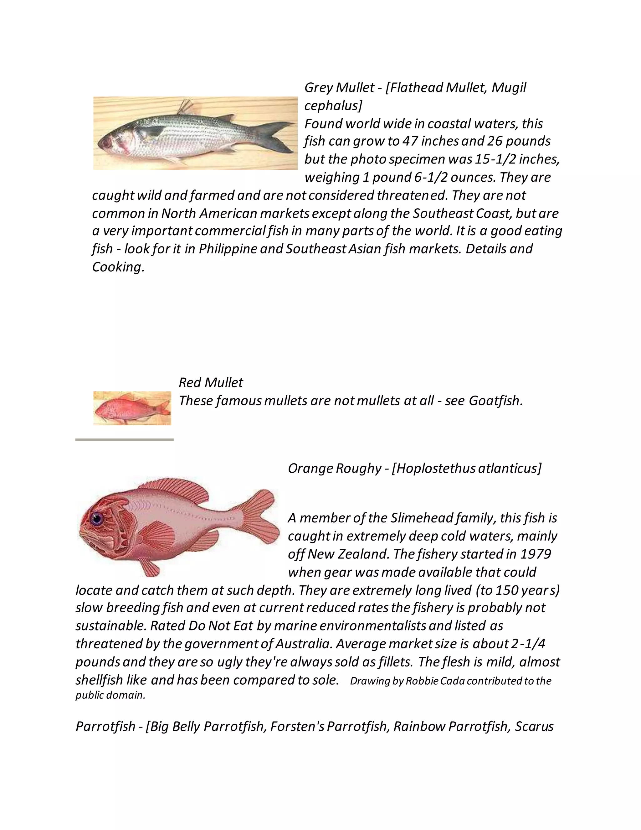 Grey Mullet - [Flathead Mullet, Mugil
cephalus]
Found world wide in coastal waters, this
fish can grow to 47 inchesand 26 pounds
but the photo specimen was15-1/2 inches,
weighing 1 pound 6-1/2 ounces. They are
caughtwild and farmed and are notconsidered threatened. They are not
common in North American marketsexceptalong the SoutheastCoast, butare
a very importantcommercialfish in many partsof the world. Itis a good eating
fish - look for it in Philippine and SoutheastAsian fish markets. Details and
Cooking.
Red Mullet
These famousmullets are notmullets at all - see Goatfish.
Orange Roughy - [Hoplostethusatlanticus]
A member of the Slimehead family, this fish is
caughtin extremely deep cold waters, mainly
off New Zealand. The fishery started in 1979
when gear wasmade available that could
locate and catch them at such depth. They are extremely long lived (to 150 years)
slow breeding fish and even at currentreduced ratesthe fishery is probably not
sustainable. Rated Do Not Eat by marine environmentalistsand listed as
threatened by the governmentof Australia. Average marketsize is about2-1/4
poundsand they are so ugly they're alwayssold as fillets. The flesh is mild, almost
shellfish like and hasbeen compared to sole. Drawing by RobbieCada contributed to the
public domain.
Parrotfish - [Big Belly Parrotfish, Forsten'sParrotfish, Rainbow Parrotfish, Scarus
 