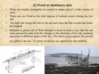 A) Fixed or stationary nets
• These are mostly rectangular or conical in shape and of a wide variety of
sizes.
• These nets are fixed in the tidal regions of inshore waters during the low
tide
• The high tide brings the fish in the net and when the tide recedes the fishes
are trapped.
• Behundi or ghurni jal of West Bengal is fixed in such a way that the net
turns around the pole with the changes in the direction of the tide, enabling
operation at different times of the day. The fishes going against the current
are gilled in the net. A variety of species are captured by this method.
 
 