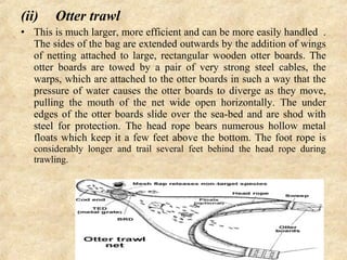 (ii) Otter trawl
• This is much larger, more efficient and can be more easily handled .
The sides of the bag are extended outwards by the addition of wings
of netting attached to large, rectangular wooden otter boards. The
otter boards are towed by a pair of very strong steel cables, the
warps, which are attached to the otter boards in such a way that the
pressure of water causes the otter boards to diverge as they move,
pulling the mouth of the net wide open horizontally. The under
edges of the otter boards slide over the sea-bed and are shod with
steel for protection. The head rope bears numerous hollow metal
floats which keep it a few feet above the bottom. The foot rope is
considerably longer and trail several feet behind the head rope during
trawling.
 