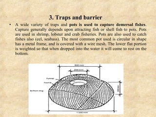 3. Traps and barrier
• A wide variety of traps and pots is used to capture demersal fishes.
Capture generally depends upon attracting fish or shell fish to pots. Pots
are used in shrimp, lobster and crab fisheries. Pots are also used to catch
fishes also (eel, seabass). The most common pot used is circular in shape
has a metal frame, and is covered with a wire mesh. The lower flat portion
is weighted so that when dropped into the water it will come to rest on the
bottom.
 