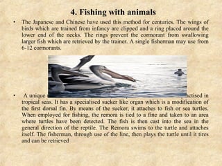 4. Fishing with animals
• The Japanese and Chinese have used this method for centuries. The wings of
birds which are trained from infancy are clipped and a ring placed around the
lower end of the necks. The rings prevent the cormorant from swallowing
larger fish which are retrieved by the trainer. A single fisherman may use from
6-12 cormorants.
• A unique use of sucker fish (Remora) to capture sea turtles is still practised in
tropical seas. It has a specialised sucker like organ which is a modification of
the first dorsal fin. By means of the sucker, it attaches to fish or sea turtles.
When employed for fishing, the remora is tied to a fine and taken to an area
where turtles have been detected. The fish is then cast into the sea in the
general direction of the reptile. The Remora swims to the turtle and attaches
itself. The fisherman, through use of the line, then plays the turtle until it tires
and can be retrieved
 