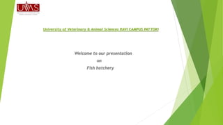 University of Veterinary & Animal Sciences RAVI CAMPUS PATTOKI
Welcome to our presentation
on
Fish hatchery
 