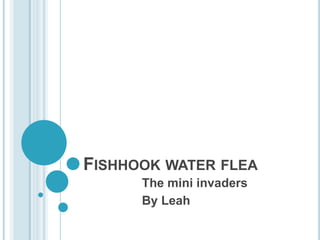 FISHHOOK WATER FLEA
      The mini invaders
      By Leah
 