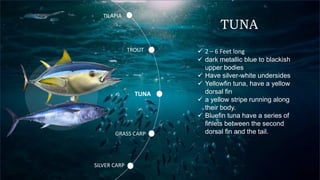 TUNA
GRASS CARP
TROUT
TILAPIA
SILVER CARP
TUNA
 2 – 6 Feet long
 dark metallic blue to blackish
upper bodies
 Have silver-white undersides
 Yellowfin tuna, have a yellow
dorsal fin
 a yellow stripe running along
their body.
 Bluefin tuna have a series of
finlets between the second
dorsal fin and the tail.
 