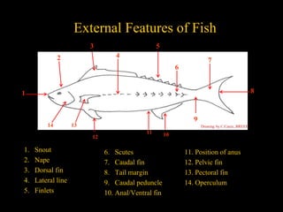 Fish Identification lesson 1 | PPTX
