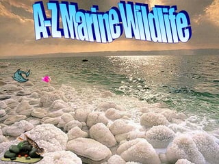 A-Z Marine Wildlife 