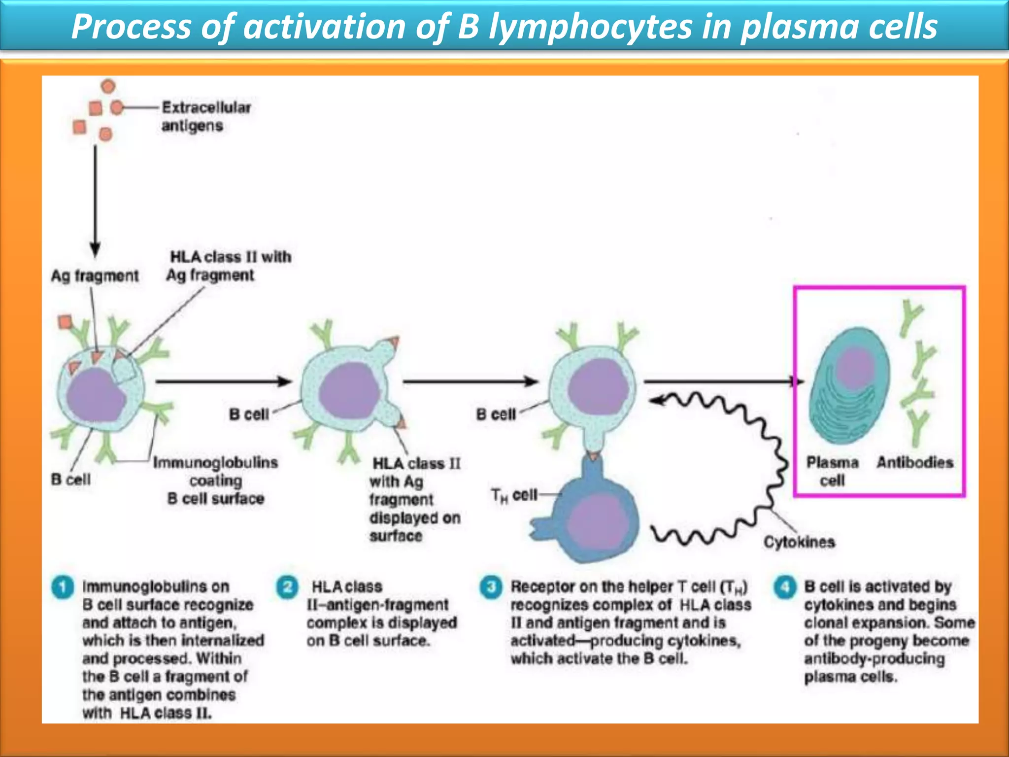 Fish immune system in improving health and aquaculture production.pptx