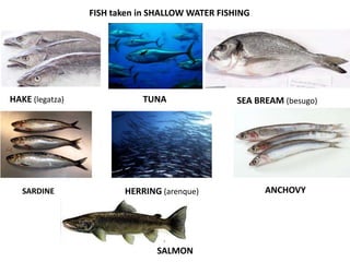 FISH taken in SHALLOW WATER FISHING




HAKE (legatza)              TUNA                 SEA BREAM (besugo)




   SARDINE              HERRING (arenque)              ANCHOVY




                               SALMON
 