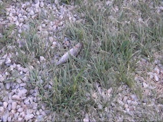 LA PREPARACION EFICAZ COMIENZA
CON UN FORCH

 