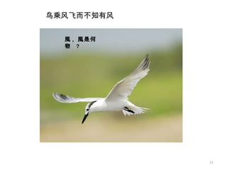 風 ,  風是何物  ? 鸟乘风飞而不知有风 