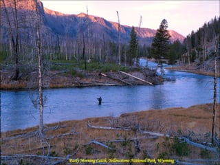 Early Morning Catch, Yellowstone National Park, Wyoming 