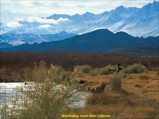 Breathtaking, Owens River, California 